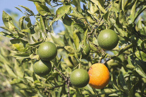 Griechenland, Peloponnes, Orangen auf einem Zweig - DEGF000202