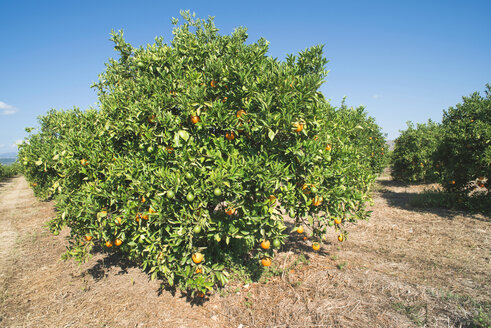 Griechenland, Peloponnes, Orangenbaum in einer Plantage - DEGF000192