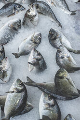 Griechenland, Athen, Frischer Fisch auf dem Markt in Piräus - DEGF000184