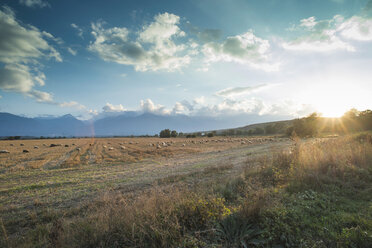 Bulgarien, weidende Schafherde bei Sonnenuntergang - DEGF000185