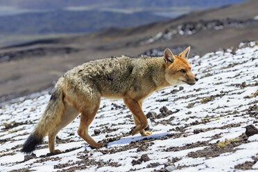 Südamerika, Ecuador, Anden, Cotopaxi-Nationalpark, Andenfuchs, Lycalopex culpaeus - FOF007670