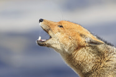 South America, Ecuador, Andes, Cotopaxi National Park, Andean fox, Lycalopex culpaeus, howling - FOF007672