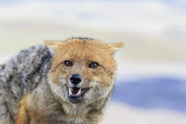 South America, Ecuador, Andes, Cotopaxi National Park, Andean fox, Lycalopex culpaeus - FOF007673