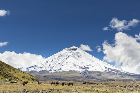 Südamerika, Ecuador, Vulkan Cotopaxi, Cotopaxi National Park, Wildpferde, lizenzfreies Stockfoto