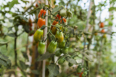 Tomato plant - TCF004569