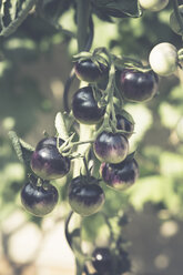 Black tomatoes growing in the garden - ASCF000042