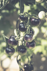 Schwarze Tomaten wachsen im Garten - ASCF000042