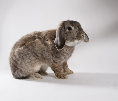 Zwergkaninchen auf weißem Grund, lizenzfreies Stockfoto