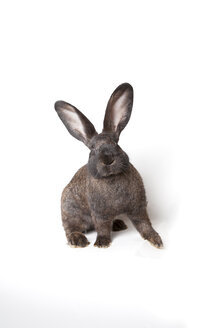Braunes Kaninchen vor weißem Hintergrund - CNF000043