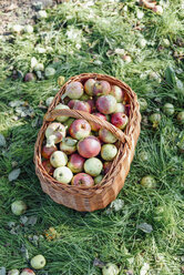 Germany, Hesse, apples in wickerbasket - IPF000187