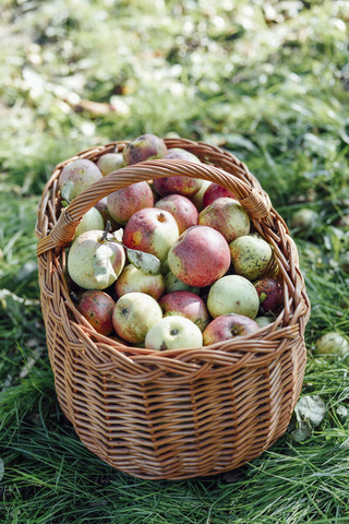 Deutschland, Hessen, Äpfel im Weidenkorb, lizenzfreies Stockfoto