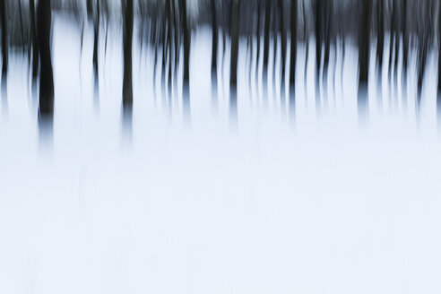 Bäume im Winter, verschwommen - AKNF000001