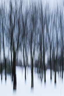 Trees in winter, blurred - AKNF000002