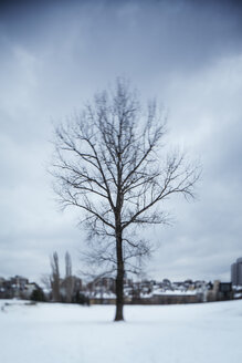 Germany, bare tree in winter, buildings in the background - AKNF000003