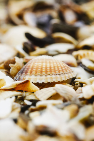 Seashells at coast of the North Sea, Germany stock photo