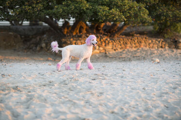 Pink poodle walking on beach - ZEF004700