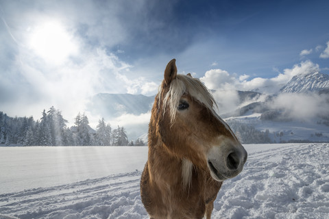 Österreich, Tirol, Wipptal, Pferd im Schnee, lizenzfreies Stockfoto