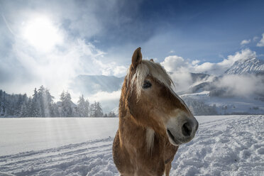 Österreich, Tirol, Wipptal, Pferd im Schnee - MKFF000164