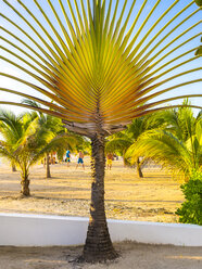Caribbean, Jamaica, Runaway Bay, Traveller's palm on beach - AMF003786
