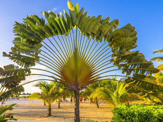 Caribbean, Jamaica, Runaway Bay, Traveller's palm on beach - AMF003787