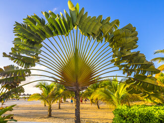 Karibik, Jamaika, Runaway Bay, Palme des Reisenden am Strand - AMF003787