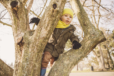 Happy little boy climbing on a tree in winter - MFF001500