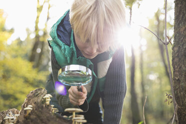 Kleiner Junge beobachtet Pilze mit Lupe in einem Wald - PDF000810