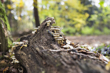 Deutschland, Pilze auf Baumstamm in einem Wald - PDF000812