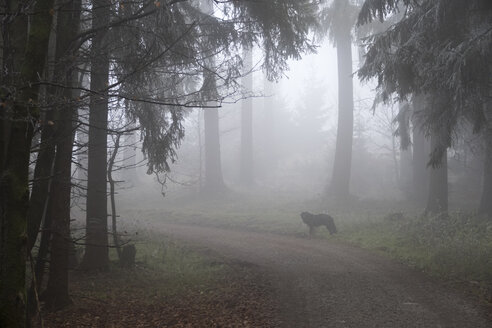 Deutschland, Hessen, Hund auf Waldweg im Taunus - ATA000110