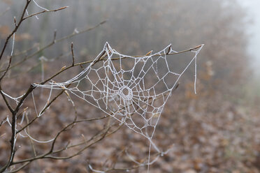 Germany, Hesse, Taunus, frost-covered cobweb - ATAF000111