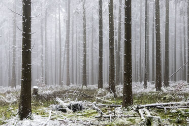 Germany, Hesse, forest in Taunus in winter - ATAF000114