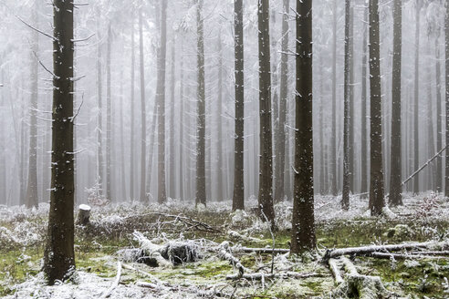 Deutschland, Hessen, Wald im Taunus im Winter - ATAF000114