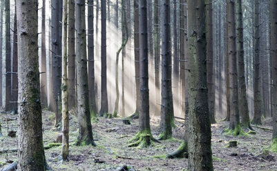 Deutschland, Hessen, Wald im Taunus - ATAF000115