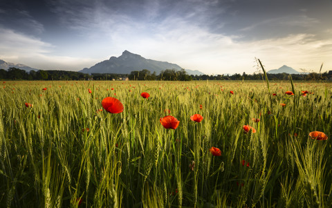 Österreich, Bundesland Salzburg, Mohnfeld am Abend, Untersberg und Hochstaufen im Hintergrund, lizenzfreies Stockfoto