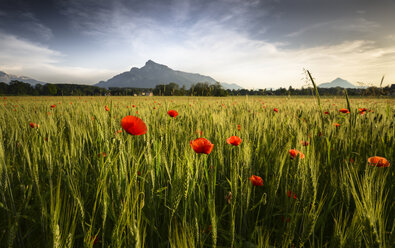 Austria, Salzburg State, field with poppies in the evening, Untersberg and Hochstaufen in the background - STCF000086