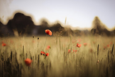 Austria, Poppy field in the evening - STCF000075