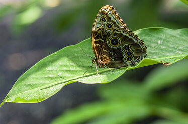 Costa Rica, Swallowtail butterfly, Parides iphidamas - THAF001247