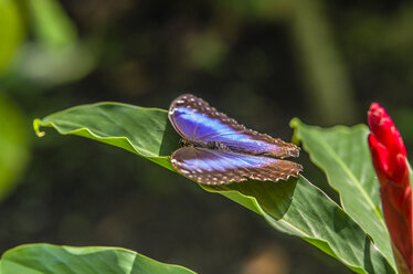 Costa Rica, Schmetterling, Heliconius cydno glalanthus - THAF001248