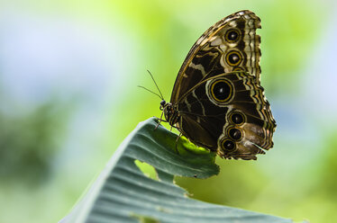 Costa Rica, Butterfly, Parides iphidamas - THAF001249