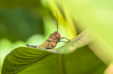 Costa Rica, Grasshopper, Taeniopoda maxima - THAF001253