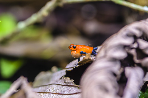 Costa Rica, Erdbeer-Pfeilgiftfrosch, Oophaga pumilio, lizenzfreies Stockfoto