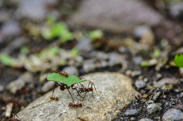 Costa Rica, Leaf-cutting ants carrying leaves - THAF001261