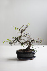 Bonsai - CHPF000062