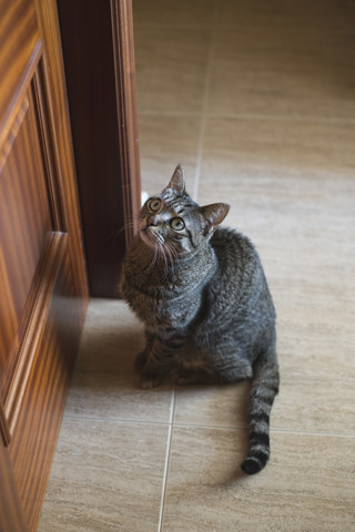 Getigerte Katze, sitzend, Katze an der Tür, lizenzfreies Stockfoto