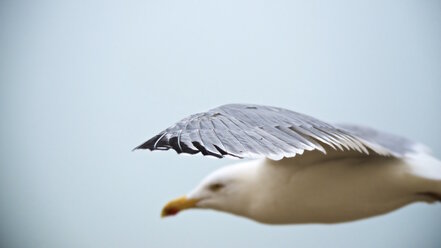 Netherlands, Goeree-Overflakkee, herring gull, Larus argentatus - MHF000349