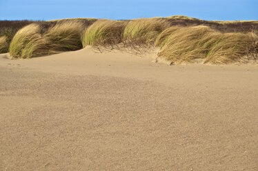 Netherlands, Goeree-Overflakkee, Grass sand dune - MHF000353