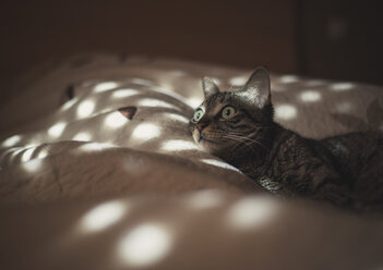 Katze auf dem Bett liegend - RAEF000047