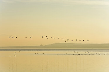 Germany, Bavaria, Grey geese flying over Lake Ammersee - UMF000746