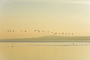 Deutschland, Bayern, Graugänse fliegen über den Ammersee - UMF000746