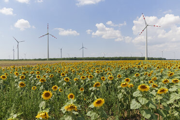 Österreich, Burgenland, Sonnenblumenfeld und Windpark Mönchhof-Halbturn - SIEF006490